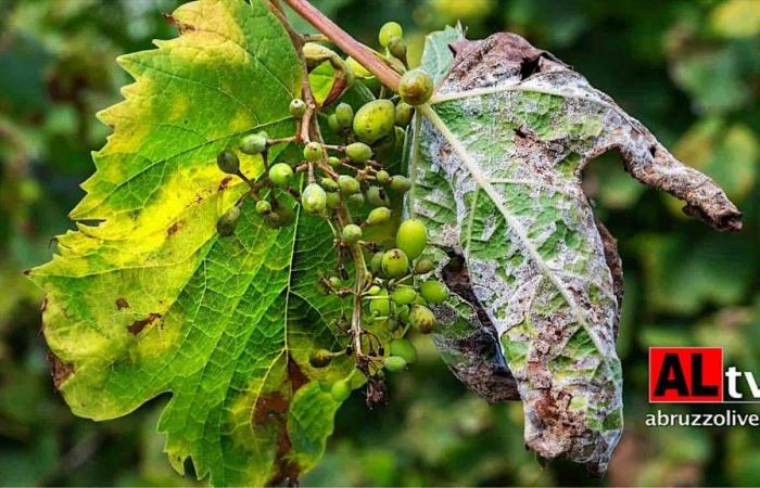 Weinbau und Falscher Mehltau. Tauziehen zwischen 113 Bürgermeistern der Abruzzen: „Unbefriedigende Reaktionen aus der Region“