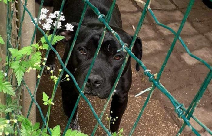 Sie bringen den Hund Elio ins Tierheim, aber es gibt keinen Platz mehr: Das Verlassenwerden macht einen sprachlos