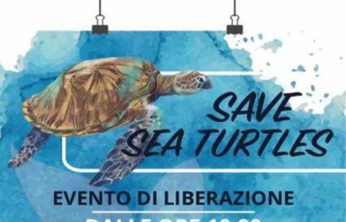 Große Party in Molfetta am Sonntag zum Welttag der Meeresschildkröten