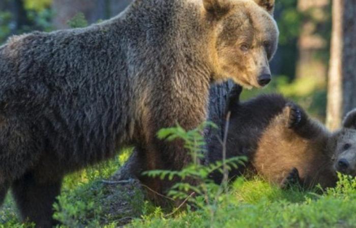 Bären und Tod von F36, Tierschützer: „Eingereichte Autopsie-Untersuchung, erstellt drei Monate vor dem Tod, ein Versehen?“