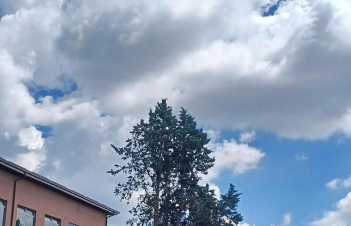 Kontroverse in Moncalieri über das Fällen von 8 Bäumen in der Via Vignoto
