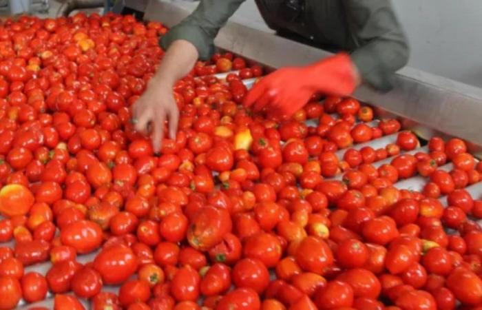 Princes Industrie Alimentari stellt in Foggia ein, tausend offene Stellen seit Juli – QuiFinanza