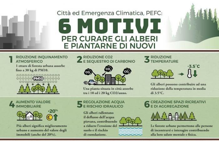 Kontroverse in Moncalieri über das Fällen von 8 Bäumen in der Via Vignoto