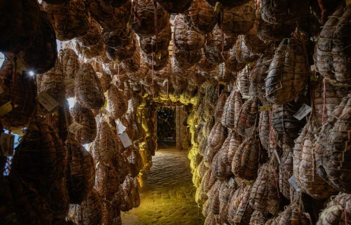Der Fragno-Trüffel ist ein Neuzugang im Kreis der Lebensmittelmuseen von Parma – Virtù Quotidiane