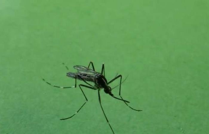 Der erste europäische Fall von Oropouche-Fieber, einem Dengue- und Zika-ähnlichen Virus, wurde in der Negrar-Klinik isoliert – Gesundheit und Wohlbefinden