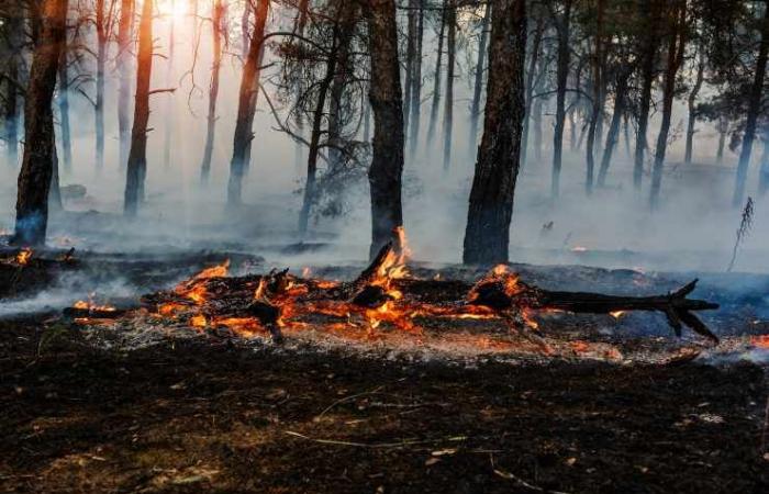 Waldbrände, Gefahrenalarm wird in ganz Kampanien ausgelöst: die Regeln, die eingehalten werden müssen