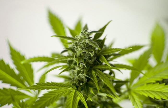 GDF L’Aquila: kultiviertes Cannabis. Die Plantage wurde beschlagnahmt und verhaftet