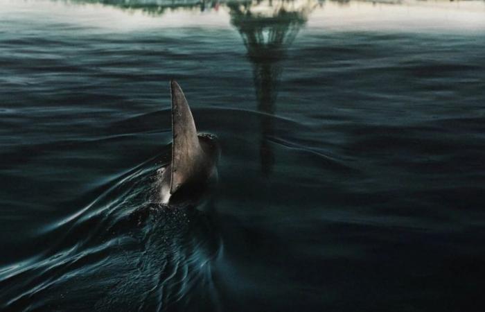 Wird es unter Paris eine Fortsetzung des neuen Hai-Films von Netflix geben? Es gibt bereits Neuigkeiten
