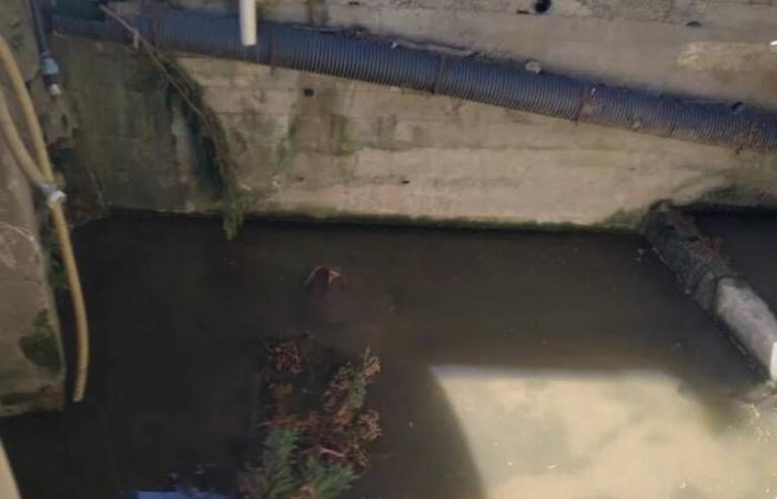 Kanalisation ins Meer: Gemeinde verbietet an zwei Stellen an der Küste von Crotone das Baden