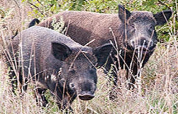 Schäden durch Wildschweine, Coldiretti „In Molise fehlt offensichtlich der ernsthafte Wille, die bereits verfügbaren Mittel einsatzbereit zu machen.“