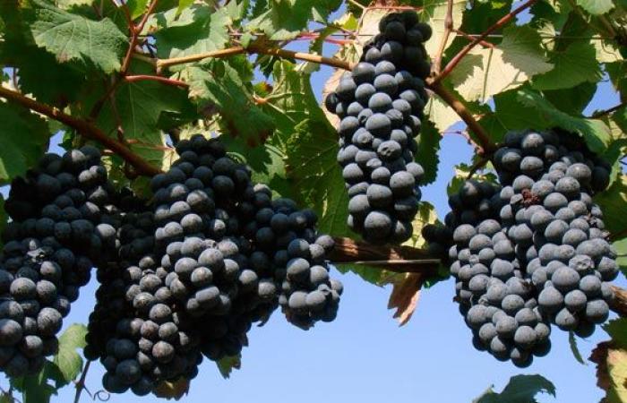 Wein. In der Emilia-Romagna sind Ausschreibungen für 7,2 Millionen Euro zur Förderung in Nicht-EU-Ländern offen