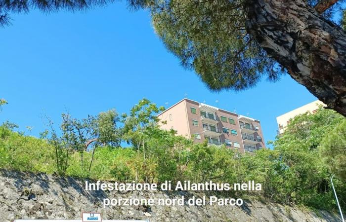 „Weitere Klarstellung“ des Bürgermeisters von Messina zum Aldo-Moro-Park: Coletta „wenn der Fleck schlimmer ist als das Loch“