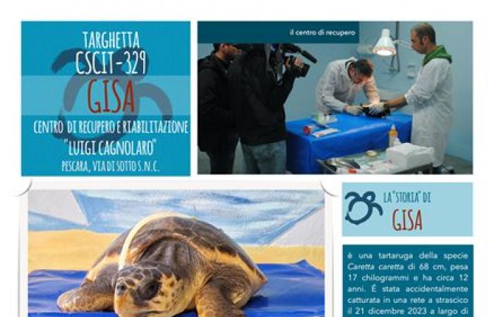 Schildkröte aus dem Meer gerettet und von Ambiente Basso Molise adoptiert