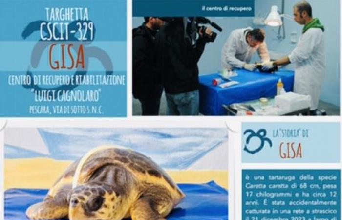 Schildkröte aus dem Meer gerettet und von Ambiente Basso Molise adoptiert – News