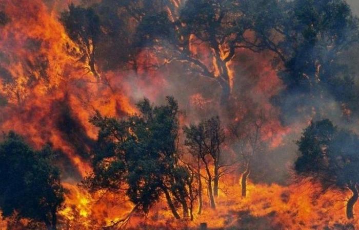Die Region Kampanien startet den Plan gegen Waldbrände