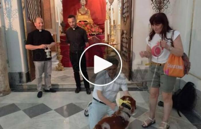 Von Barletta nach Positano zur Segnung der Hunde in San Vito