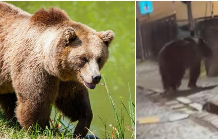 Innerhalb weniger Tage wurden im Val di Sole zwei Bären gesichtet. Die Gemeinde Malè will „dringende Interventionen“