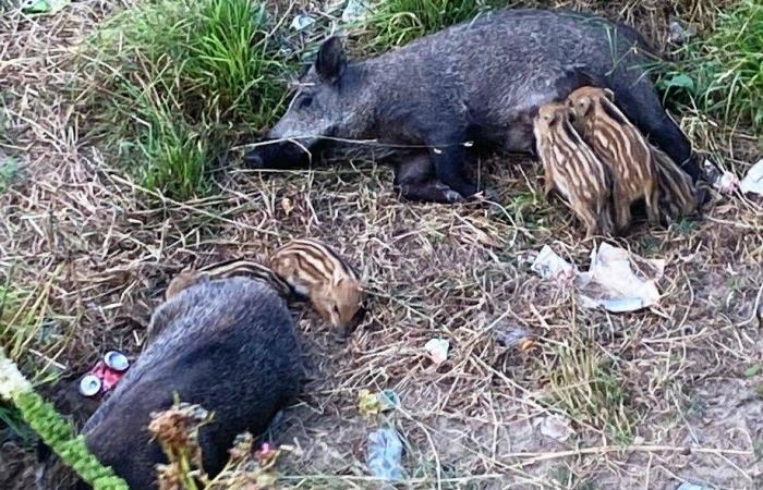Wildschweine in der Gegend von Savona, Osa: „Nutzlose und grausame Hinrichtungen“
