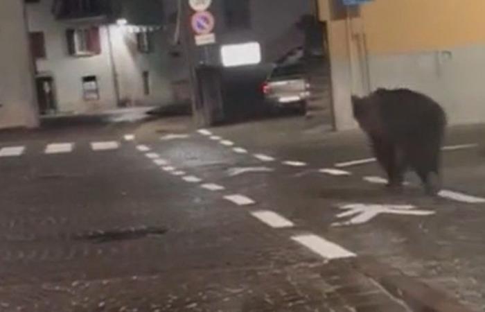 Das Video des Bären, der durch die Straßen von Malè im Trentino läuft, beunruhigt die Verwaltung: „Es ist eine Gefahr“