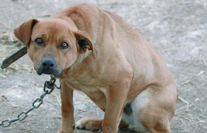 Tierschützer an die Regionen: „Sofort eine Verordnung gegen angekettete Hunde, um sie vor Hitze und Feuer zu schützen“