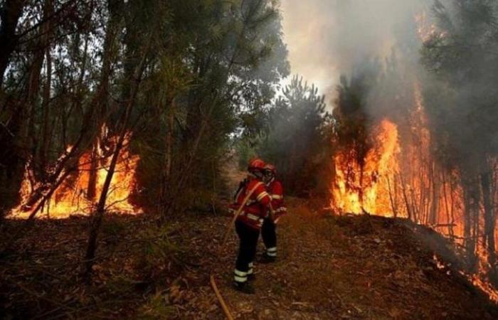 Castellabate, acht Brände in drei Tagen: „Es wird ein harter Schlag“
