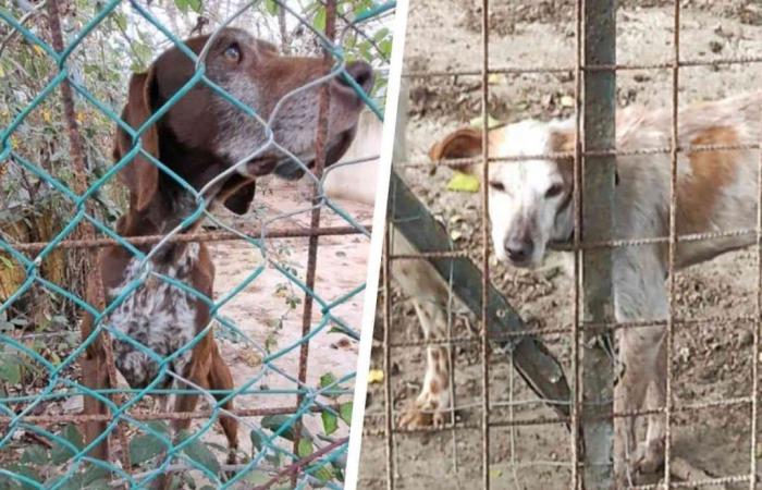 Skelettiert und verletzt: 10 Jagdhunde unter erbärmlichen Bedingungen in Livorno beschlagnahmt
