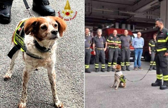 Der emotionale Abschied der Feuerwehr in Foglia: Der Hund, der in die Tragödie der Morandi-Brücke verwickelt war, „geht in den Ruhestand“
