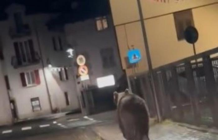 Bären, nach den Sichtungen kommt es im Trentino erneut zu Kontroversen. Die Gemeinde Malè: „Sofortige Maßnahmen“