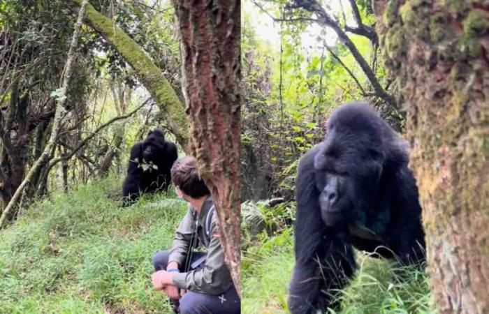Er positioniert sich einen Meter von diesem Gorilla entfernt: wie er reagiert