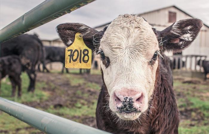 Skip Ars Commission, die Gutscheine für Züchter genehmigen sollte. «Inakzeptabel, ein Todesurteil für Tiere»