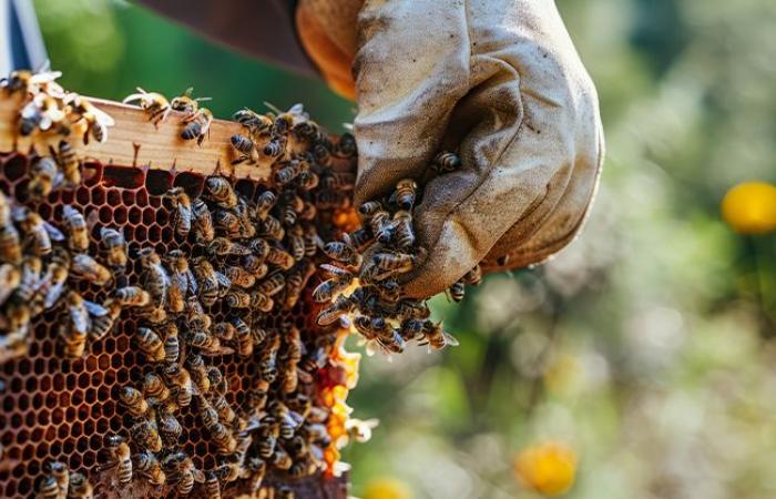 Schwere Krise im Bienenzuchtsektor. Lukanische Imker bitten die Region Basilikata um Unterstützung und Schutz – Ondanews.it