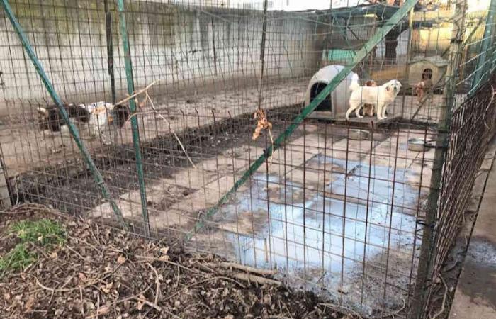 Skelettiert und verletzt: 10 Jagdhunde unter erbärmlichen Bedingungen in Livorno beschlagnahmt