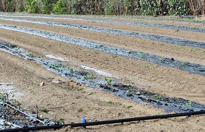 Hagelsturm in PSElpidio, Schlag für die Landwirtschaft: „90 % der Ernte verloren.“ Massive Schäden an Produktion und Anlagen“