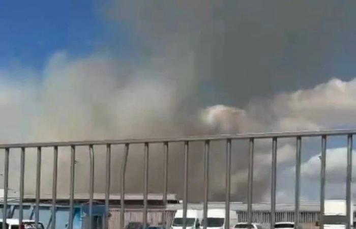Vigne Nuove, Großbrand in der Grünanlage von Rina de Liguoro (FOTO-VIDEO)