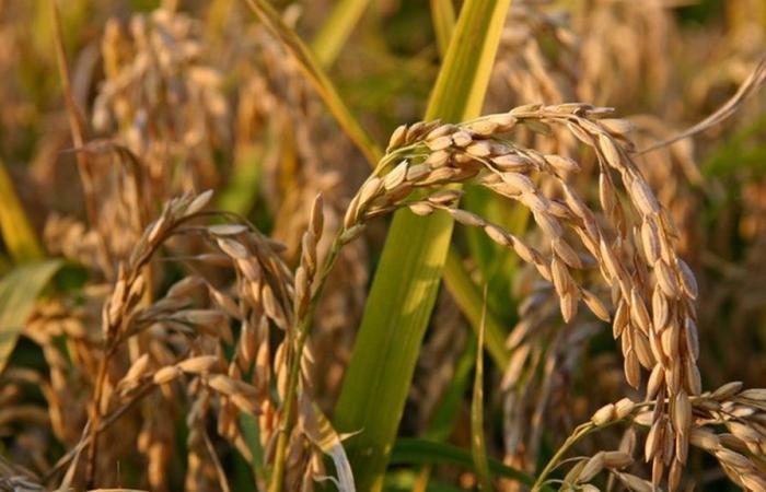 Bulletin zur Verteidigung gegen Reis-Brusone | Region Piemont | Piemont informiert