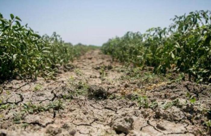 Welttag gegen Wüstenbildung, Alarm von Coldiretti: „57 % des Territoriums Apuliens sind von Dürre bedroht“