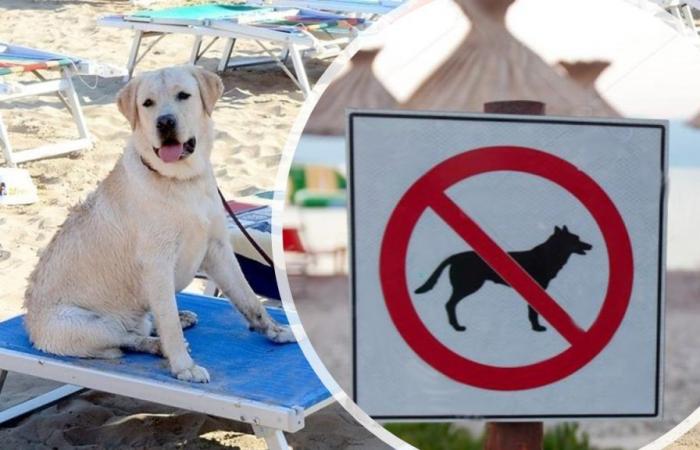 Verbietet Catanzaro Hunde am Strand? Die Streitordnung