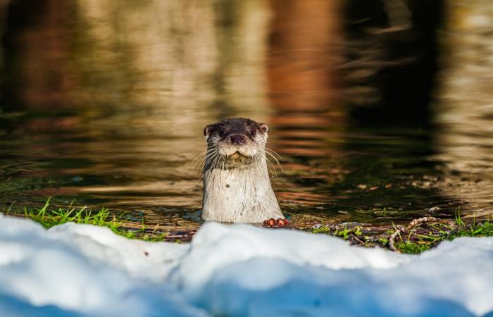 Der Otter in Italien: Die „Königin der Flüsse“ regiert