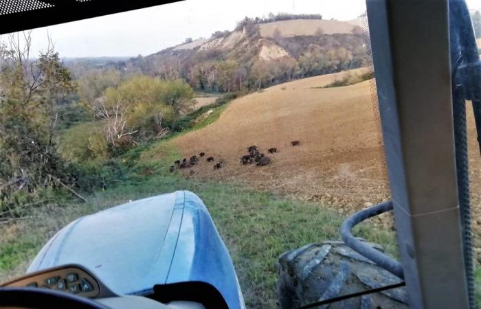 Wildschweine, Coldiretti: „Die Situation in der Region Marken ist außer Kontrolle“