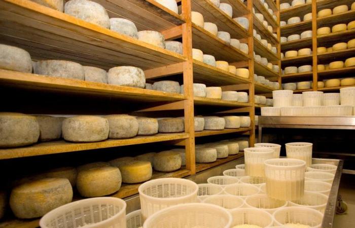Italien ist nach Deutschland und Frankreich der drittgrößte Käseproduzent in Europa