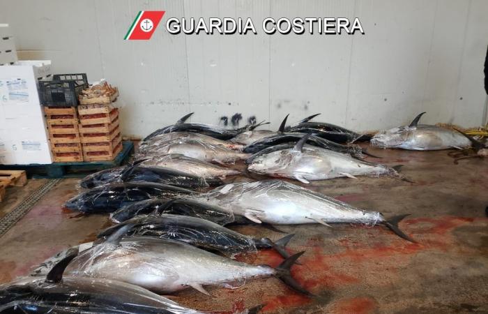 Große Fischbeschlagnahme in Sizilien, schnelle Kontrollen und 19 Tonnen Roter Thun vom Markt genommen – BlogSicilia
