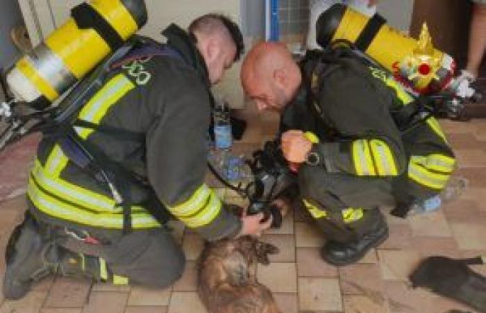 Hund von Feuerwehrleuten gerettet Reggioline -Telereggio – Aktuelle Nachrichten Reggio Emilia |