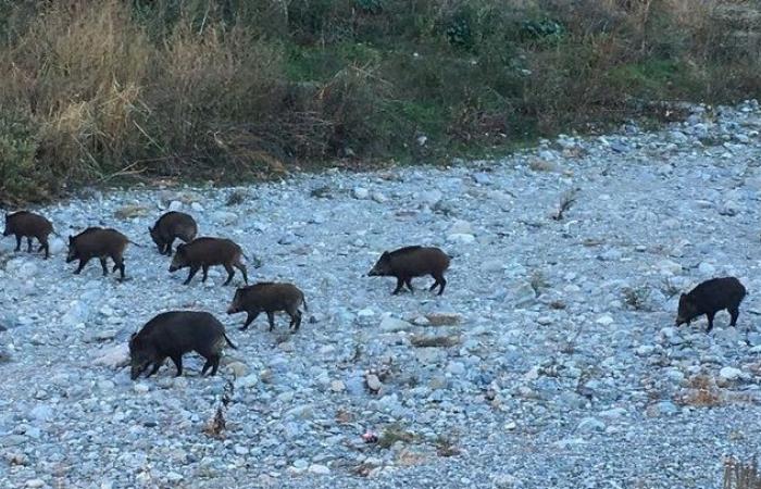 Der Bürgermeister von Savona hat das Füttern von Wildschweinen verboten und unterzeichnet eine Verordnung – Savonanews.it