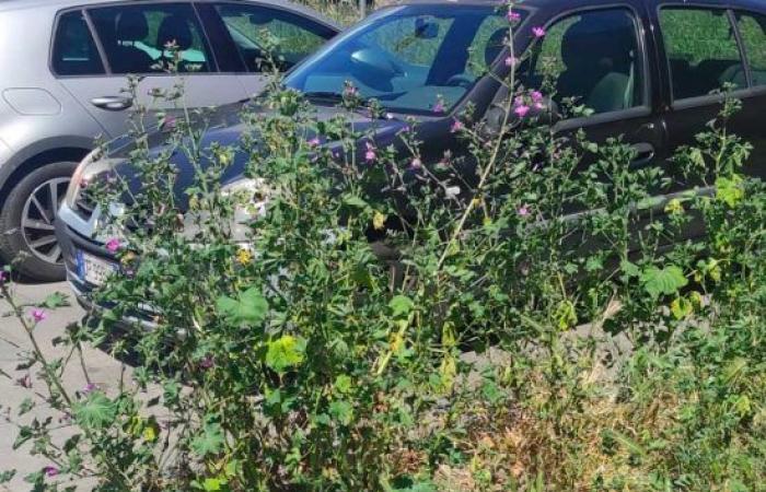 „Hohes Gestrüpp in der Nähe eines Parkplatzes in Bagnaia, Mitte Juni herrscht mangelnde Pflege der Grünflächen“