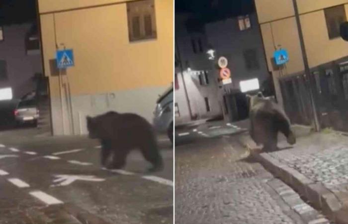 Ein Bär streift durch die Straßen dieser italienischen Region: Hier sind die Berichte