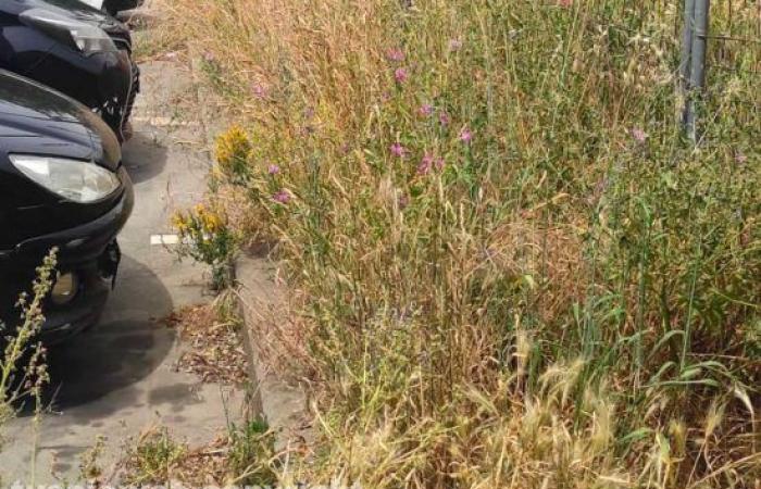 „Hohes Gestrüpp in der Nähe eines Parkplatzes in Bagnaia, Mitte Juni herrscht mangelnde Pflege der Grünflächen“