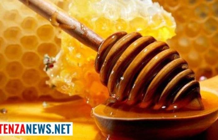 „In der Basilikata liegt die Honigproduktion dieses Jahr nahe bei Null.“ Dies sind die neuesten Nachrichten