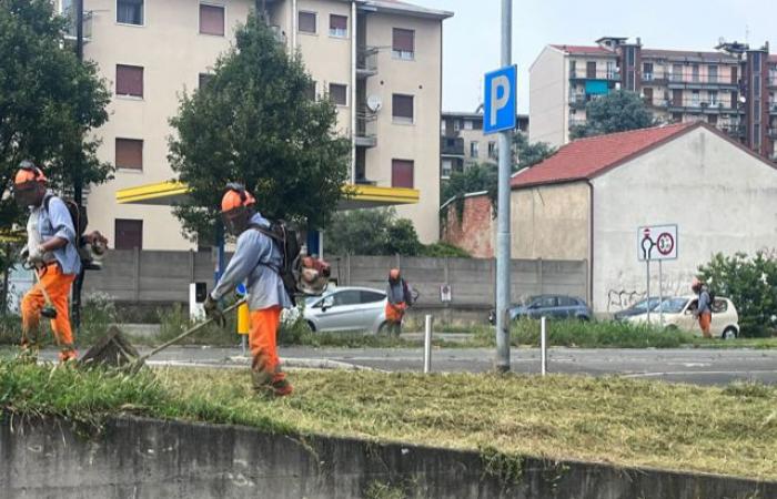 Cinisello Balsamo, ungepflegtes Gras in der Stadt? „Es ist die Schuld des Lodo-Gases“