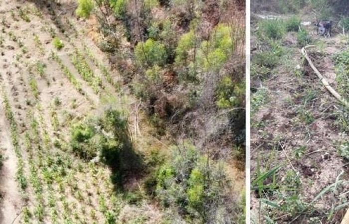 Crotone. Über 500 Marihuanapflanzen wurden entdeckt und in Brasimato – Eco della Locride angebaut