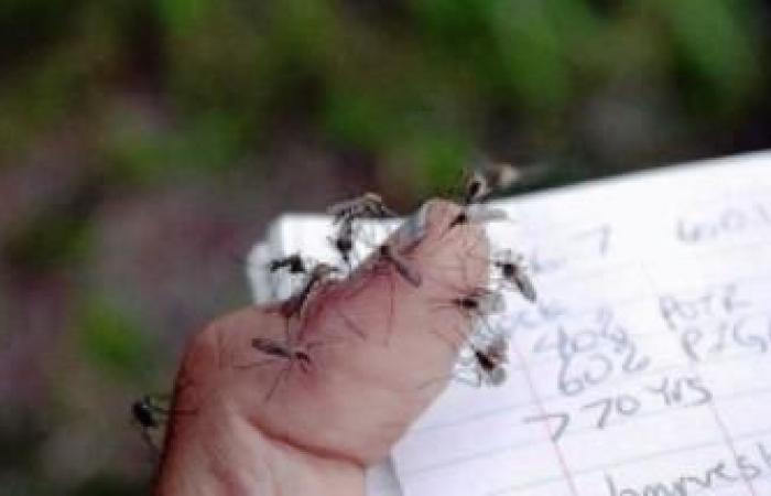 Alarm in Apulien wegen durch Mücken übertragener Viren. Die Situation